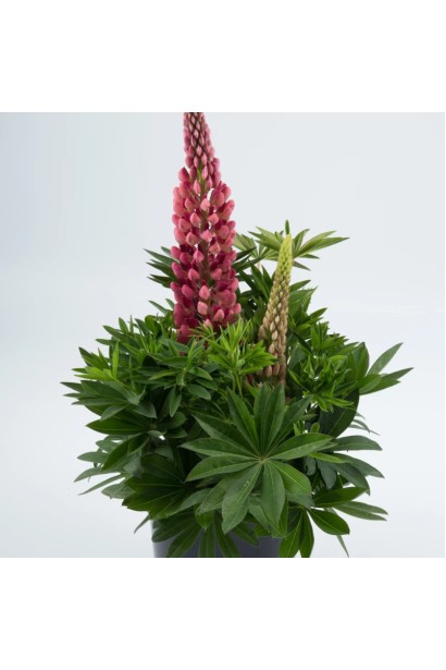 Листя і стебло люпину Red Shades